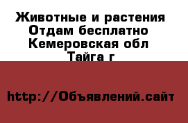 Животные и растения Отдам бесплатно. Кемеровская обл.,Тайга г.